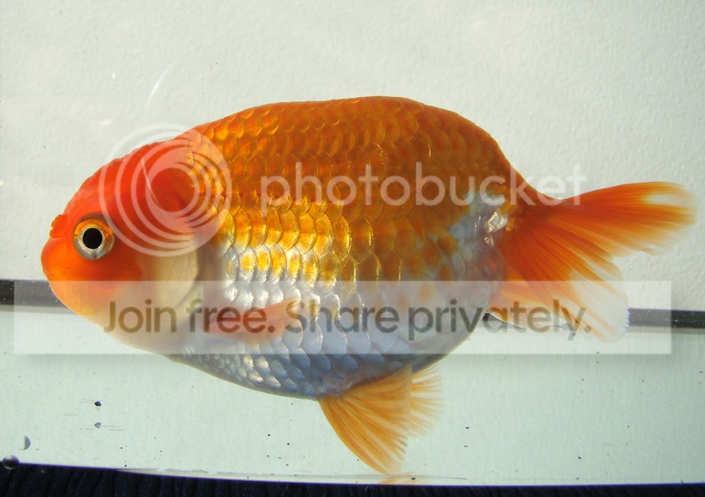 Lionhead goldfish swimming head down